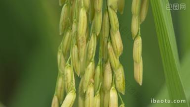 水稻穗五常大米微距特写丰收